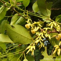 Diospyros oocarpa Thwaites